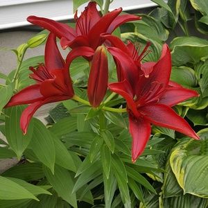 Meet your Posher, Marcie